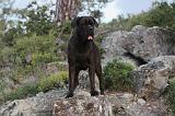 CANE CORSO 147